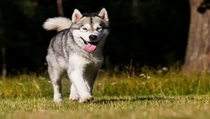 Husky Runs After Something That Causes Distraction To Them