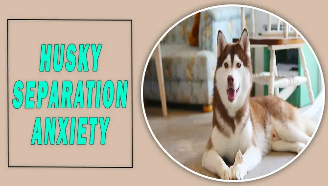Husky Separation Anxiety