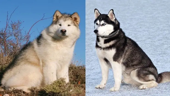 Husky Vs. Malamute