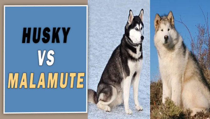 Husky Vs. Malamute