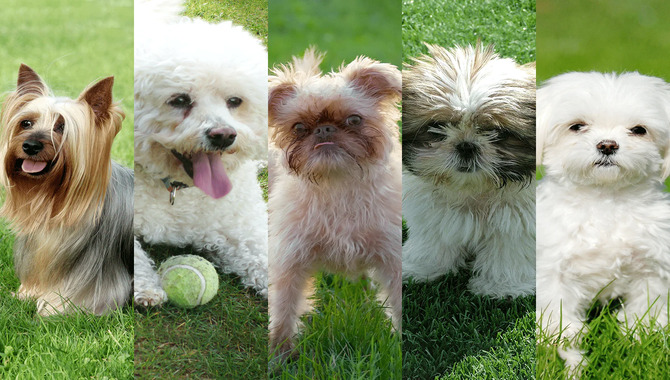 Hypoallergenic Dog Breeds