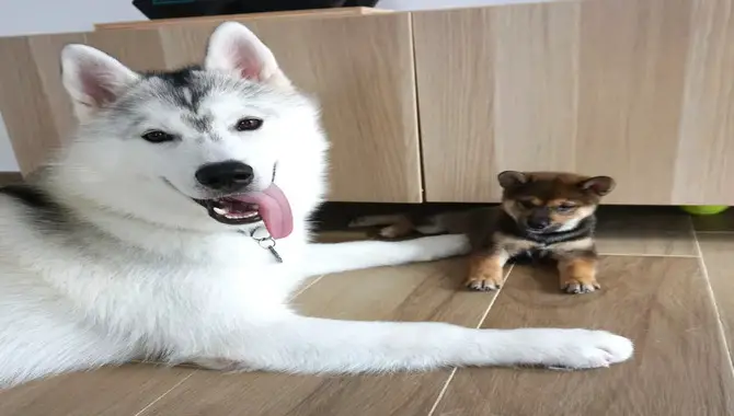 Introducing A Husky To A Small Dog