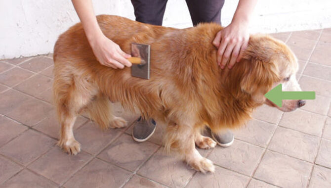 Is It Easy To Groom The Fur Of A Golden Retriever