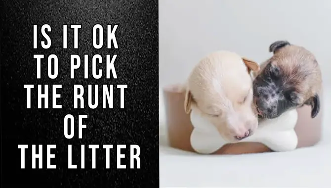 Is It Ok To Pick The Runt Of The Litter