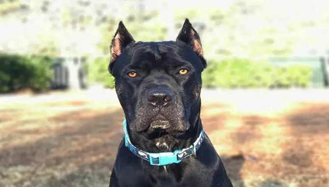 Is It Safe For A Cane Corso To Live Outside?