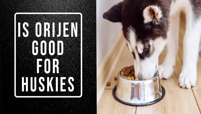 Is Orijen Good For Huskies