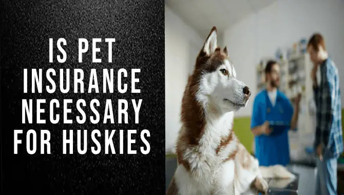 Is Pet Insurance Necessary For Huskies