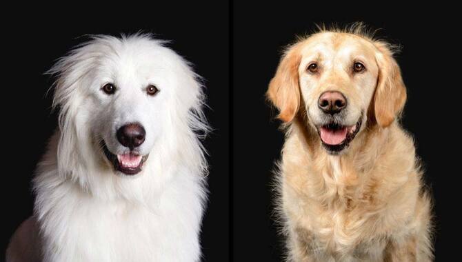 Is The Great Pyrenees Similar To A Golden Retriever