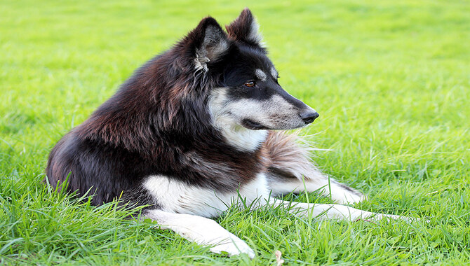 Is The Husky Lab Mix Right For You