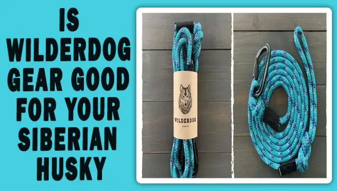Is Wilderdog Gear Good For Your Siberian Husky