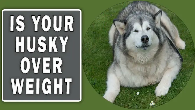 Is Your Husky Overweight