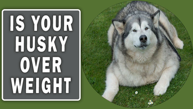 how do i know if my husky is overweight