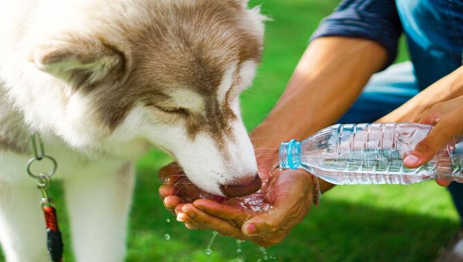 Keep Husky Hydrated