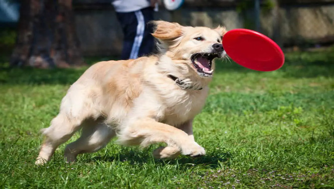 Keep Your Golden Busy With Mental Activities.