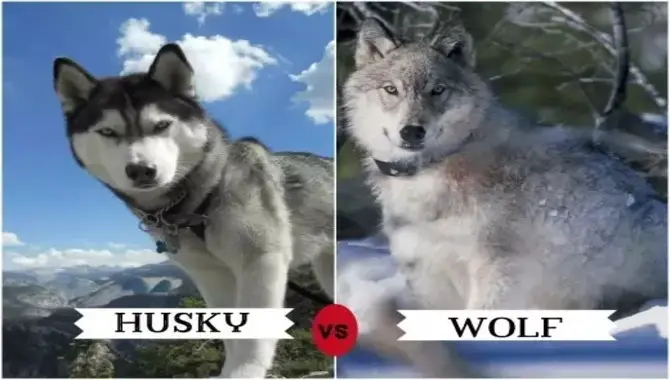 Key Similarities & Differences Between Huskies & Wolves