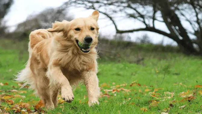 Lack Of Exercise Can Cause Excessive Hyperactivity In Goldens.