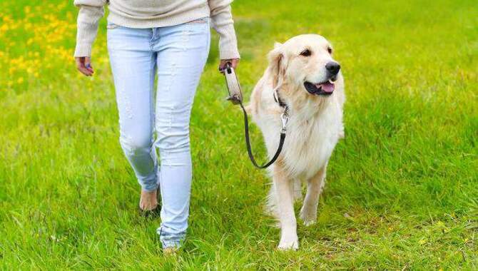 Leash Training