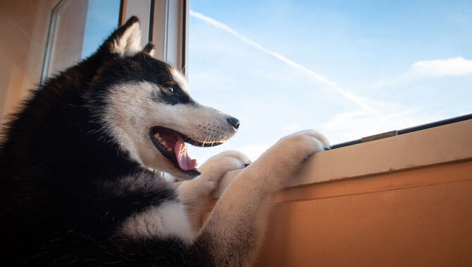 Leaving Huskies At Home During The Day
