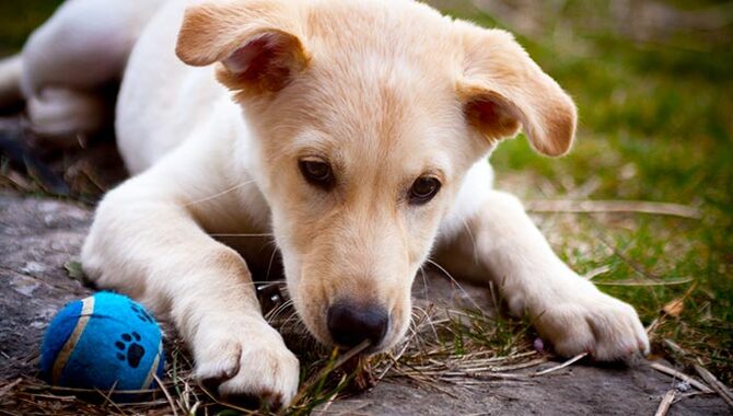 Life Expectancy Of A Husky Lab Mix