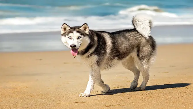 Maintaining Your Husky's Coat Without Shaving
