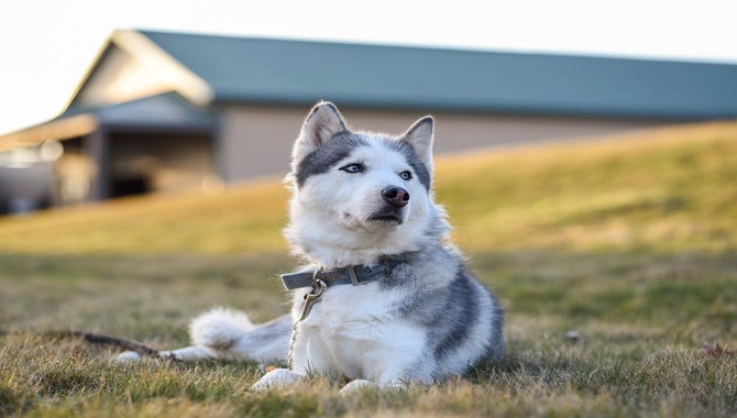 Maintaining Your Husky's Protective Instincts