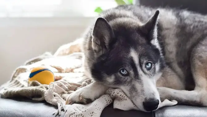 Make Sure Your Apartment Allows The Siberian Husky Breed.