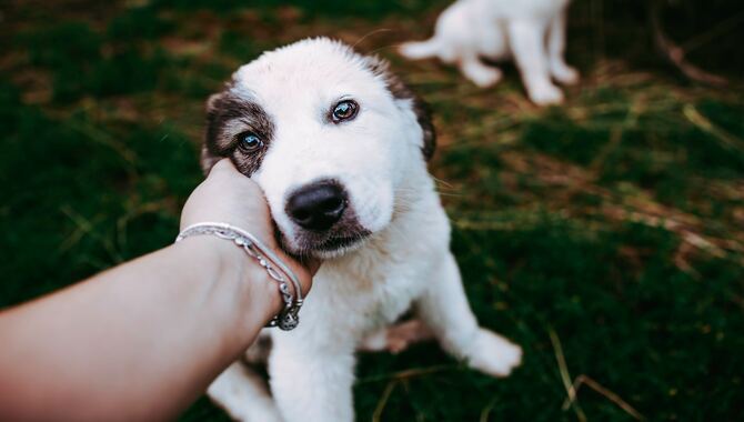 Making A Scared Puppy Like You