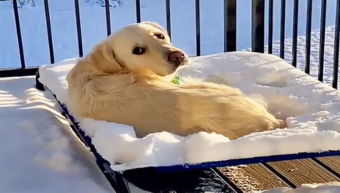 Maximizing Playtime In The Snow For Your Golden Retriever