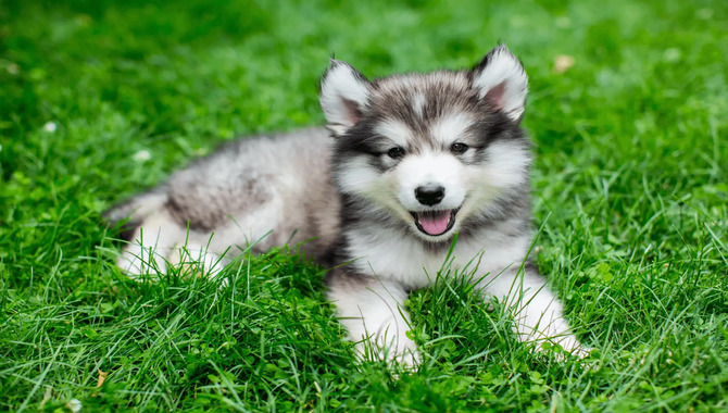 Miniature Husky Appearance