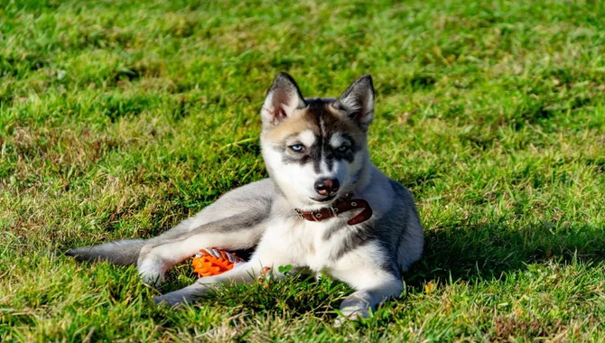 Miniature Husky Personality And Temperament