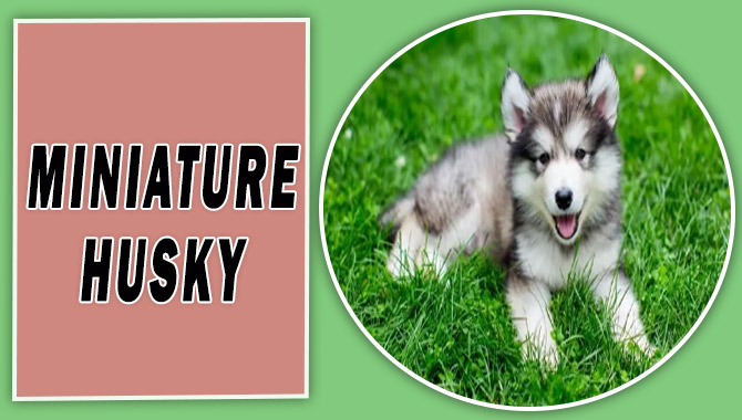 Miniature Husky