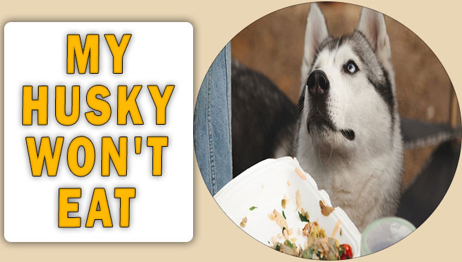 My Husky Won't Eat