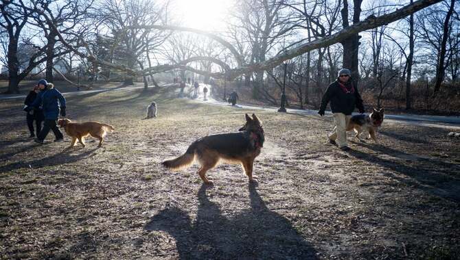 Navigating Dog Rules And Regulations In NYC