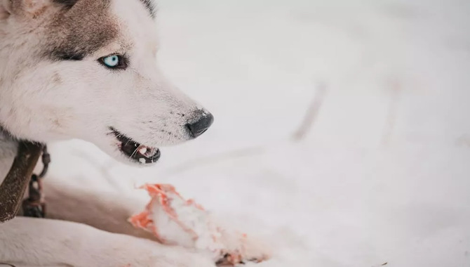 Nutritional Benefits Of Feeding Chicken To Your Husky