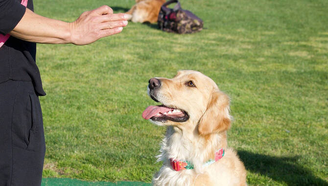 Obedience Training