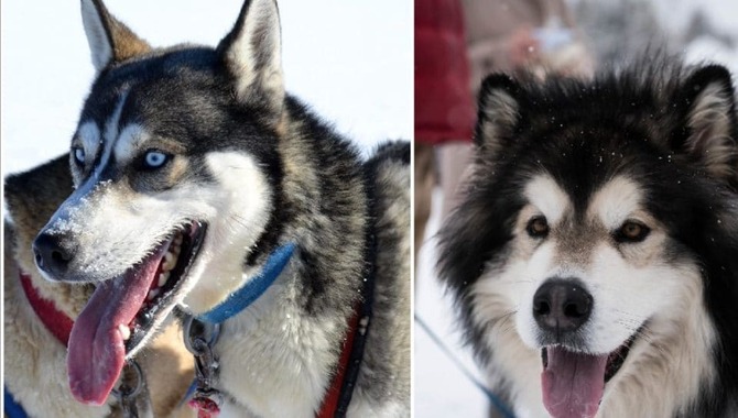 Origins Of The Husky And Malamute