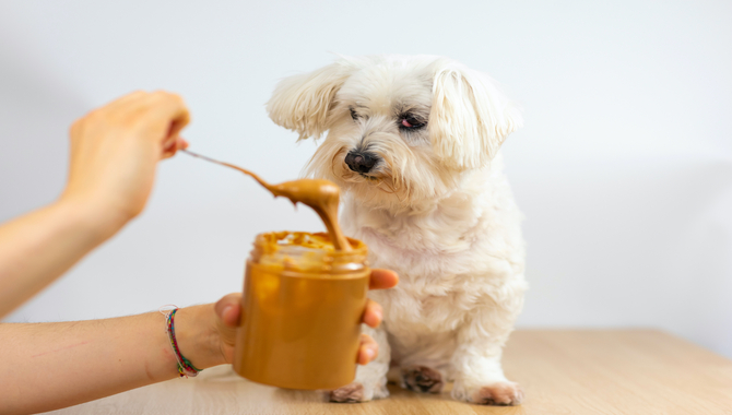 Other Health Concerns With Huskies And Peanut Butter