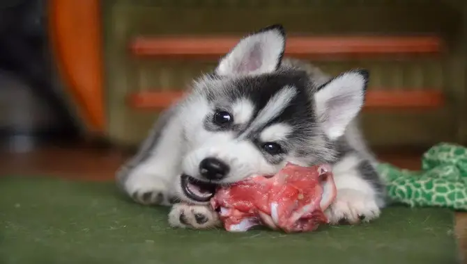Other Meats Your Husky Can Eat:
