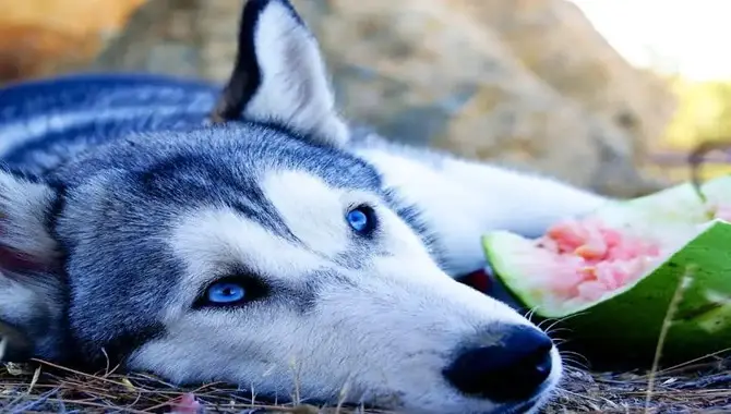 Parts Of The Watermelon Should Huskies Avoid