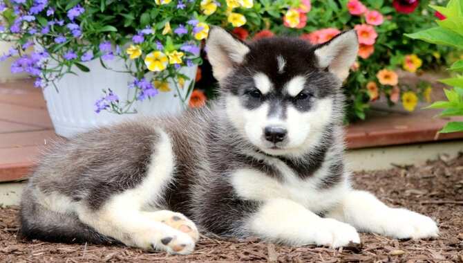 Pitbull Husky Mix Puppies For Sale
