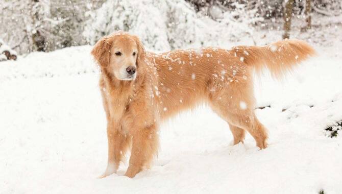 Potential Dangers Associated With Playing In The Snow With A Golden Retriever