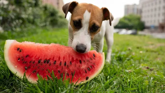 Potential Health Risks Of Feeding Watermelon To Huskies