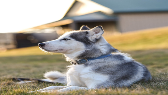 Potty Training Your Husky