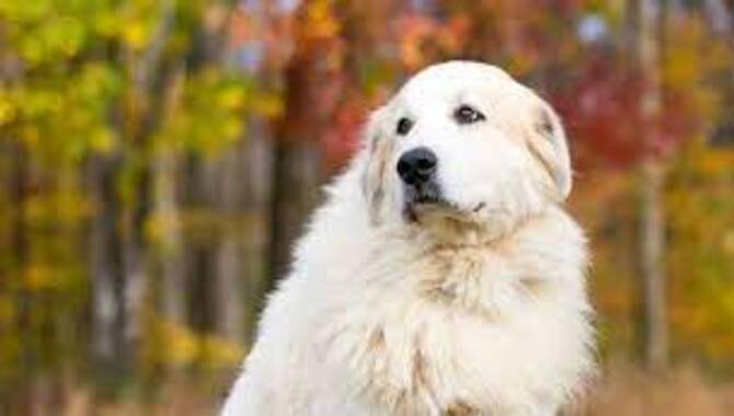 Pros And Cons Of Owning A Great Pyrenees Or A Golden Retriever