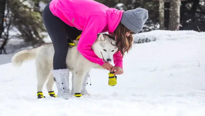 Protecting Your Husky's Paws In Snow And Ice