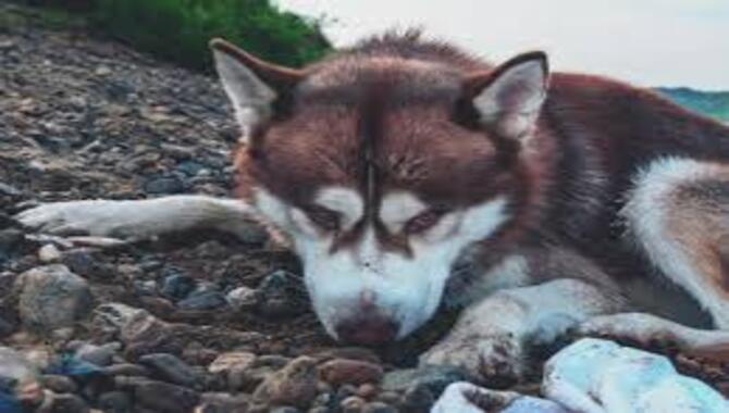 Provide Your Siberian Husky With A Cool Place To Rest