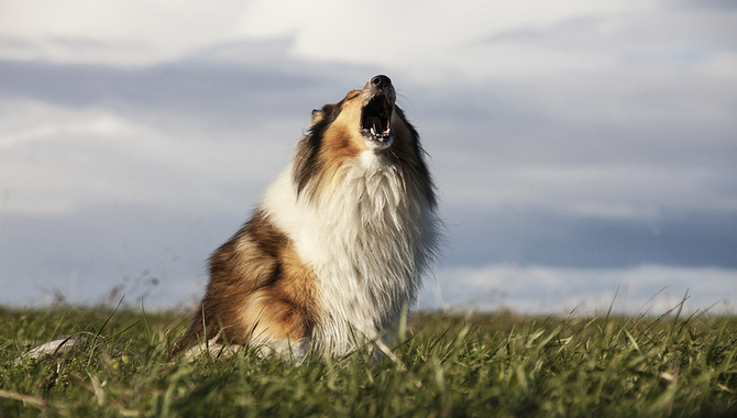 Puppies And Vocalizing