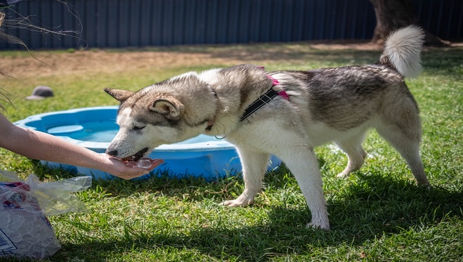 Put Ice Cubes In His Water Bowl.