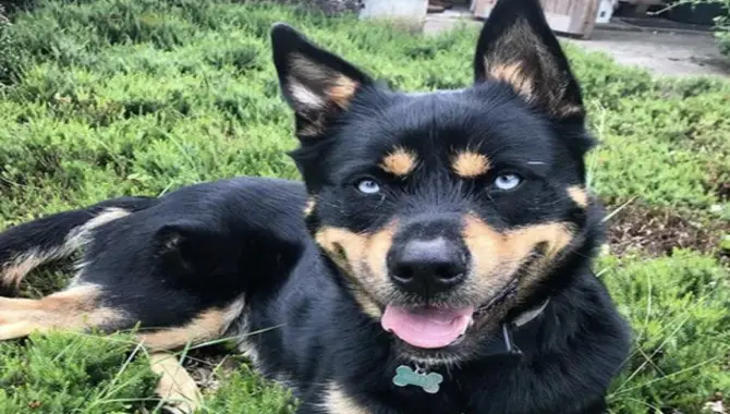 Reasons Why You Should Get A Rottweiler Husky