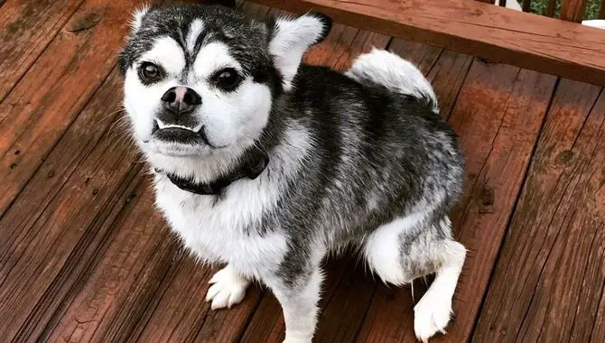 Reasons Why You Shouldn't Get A Husky Pug Mix